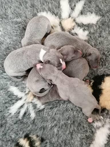 Preview of the first image of Blue lurcher puppies for sale..