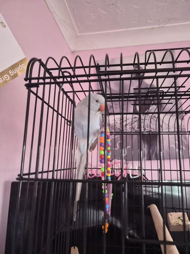 6 month old Indian ring net parrot — photo 3 of 4