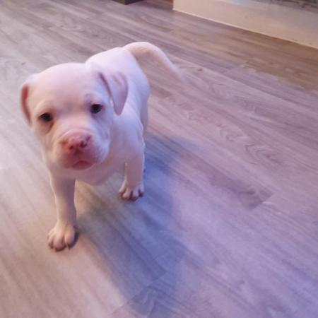 Image 15 of POCKET BULLY X STAFFY. Pups for sale