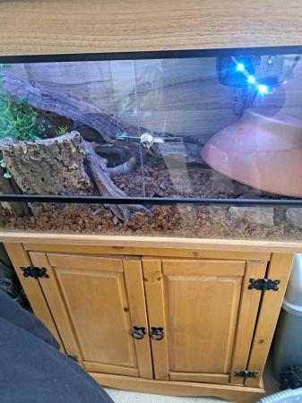 Image 5 of Approx 2 years old , ball python for sale