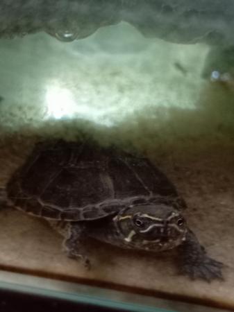 Image 3 of 6 month old common musk turtle