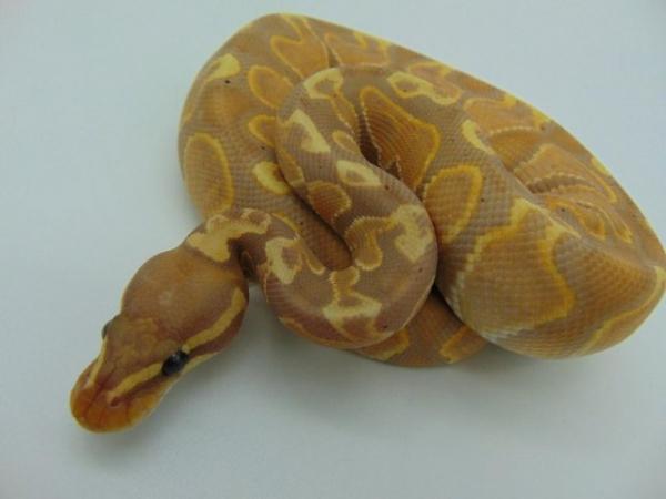 Image 2 of Male GHI Banana(Female Maker) Ball Python 217 grams