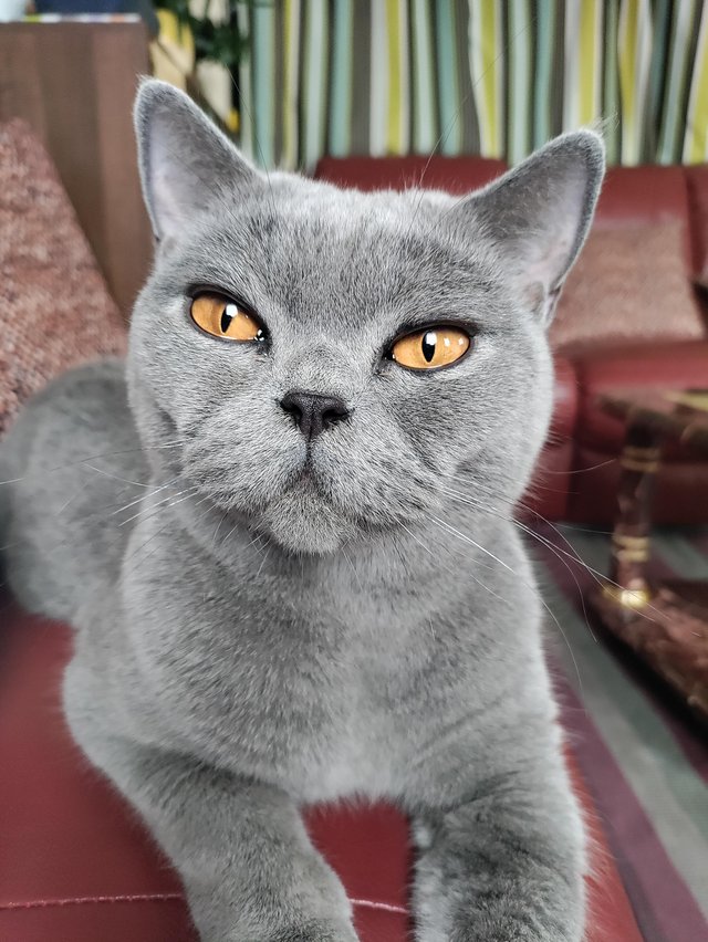 Preview of the first image of Beautiful Pure British shorthair female cat.