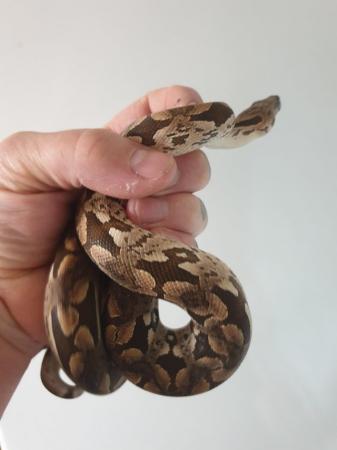 Image 2 of 2year old male and female dumeril boas for sale