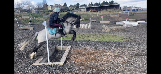 Image 3 of *Mikey* 12.1 Pony club Allrounder!
