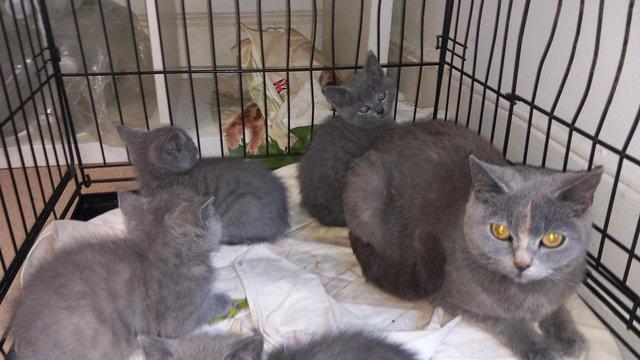 Image 2 of British Blue Shorthair Kittens Tabby