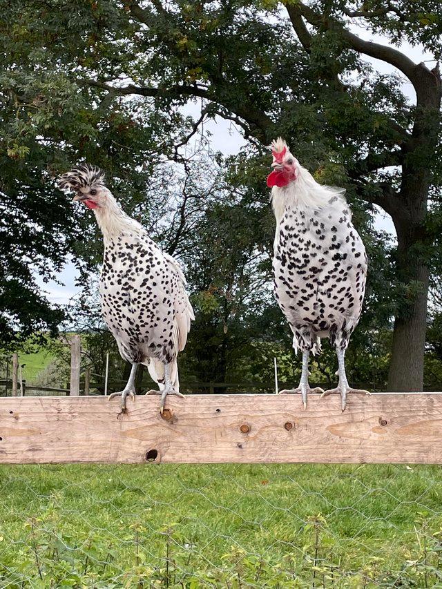 Preview of the first image of Silver Appenzeller Spitzhauben Chickens for Sale.