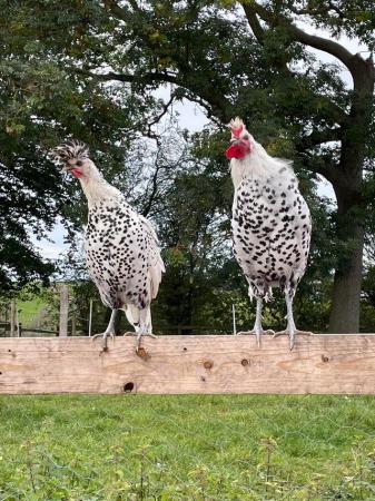 Image 1 of Silver Appenzeller Spitzhauben Chickens for Sale