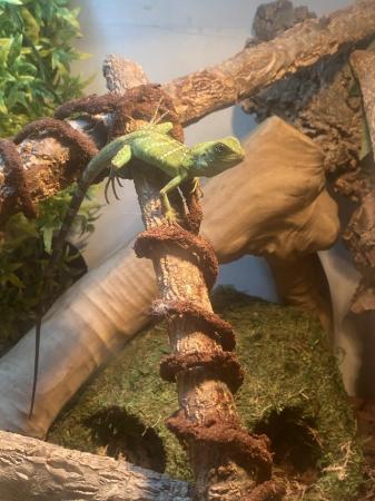 Image 4 of 7 month old Chinese water dragon with accessories and Viv