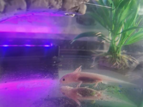Image 5 of Baby white axolotl and tank