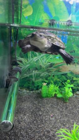 Image 5 of Mud turtle and complete tank setup for sale.