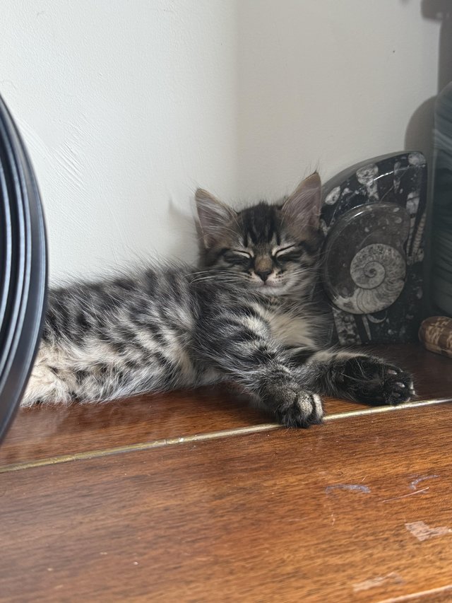 9week old kittens available for new homes now