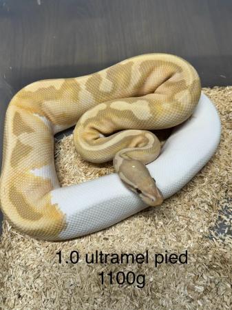 Image 1 of Ultramel,confusion,axanthic ball pythons