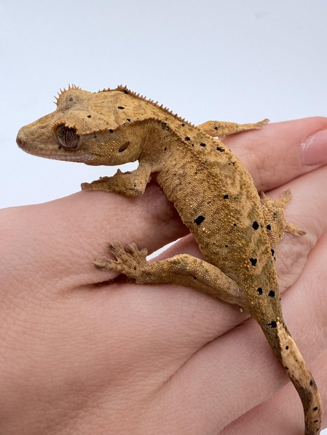 Crested gecko babies available — photo 3 of 4