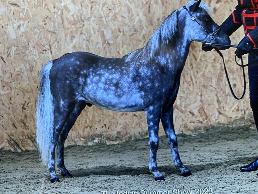Preview of the first image of Miniature horse 2 year old silver dapple colt.