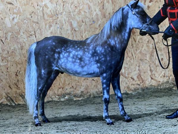 Image 1 of Miniature horse 2 year old silver dapple colt