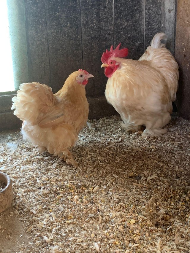 Preview of the first image of Lemon pekin bantam chickens.