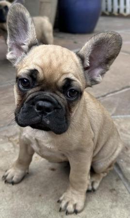 Image 4 of French Bulldog Puppies ready now (only 2 boys left)