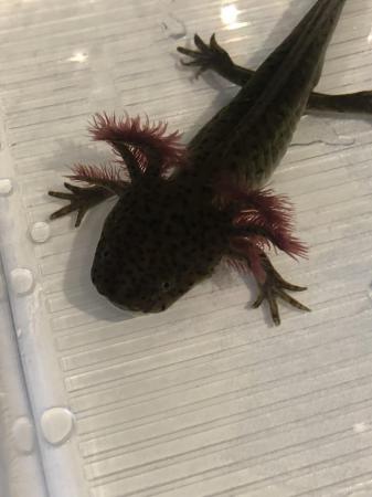 Image 7 of Axolotls looking for their forever home