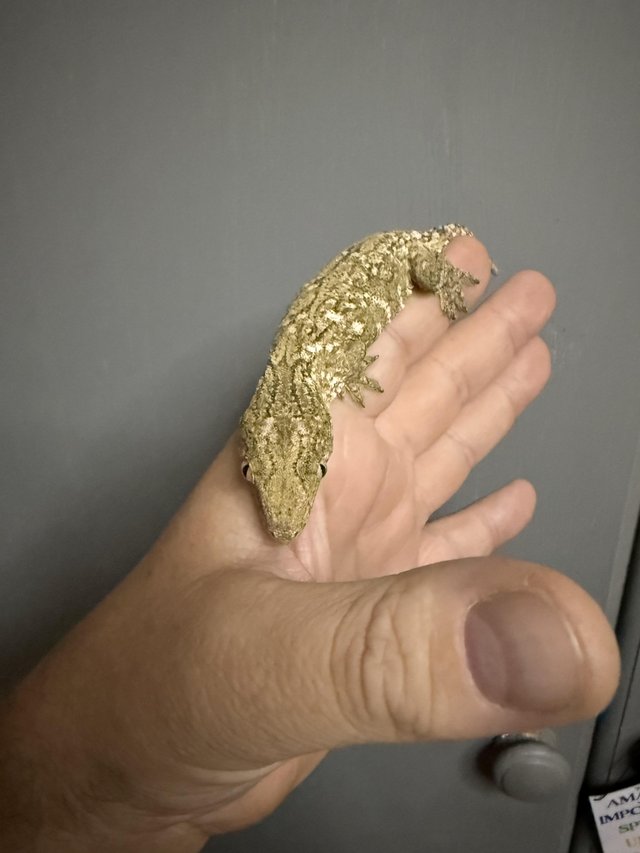 Beautiful pure Brosse locale Leachianus Giant Gecko For Sale — photo 4 of 4