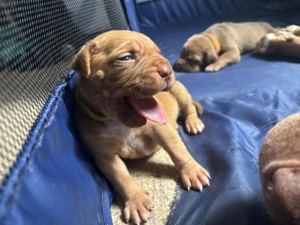 Image 4 of 3 weeks old mastiff Cross Puppies