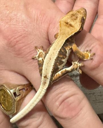 Image 7 of Lily white crested geckos for sale