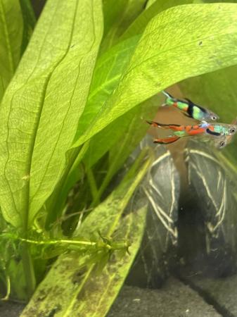 Image 9 of Mixed Endlers. Bright colours. £2 each.