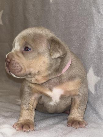 Image 8 of Pocket bully puppies for sale abkc registered