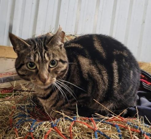 Image 4 of Farm Cat (neutered) for Rehoming with no other cats