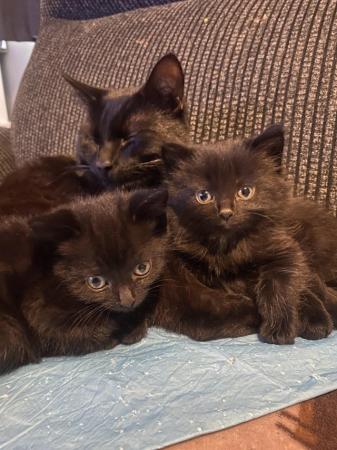 Image 5 of 3male 7 week old kittens