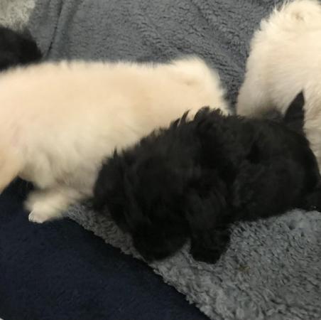 Image 5 of poodle x fully vaccinated puppies for sale