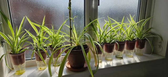 Image 1 of Free Spider Plants to Good Home