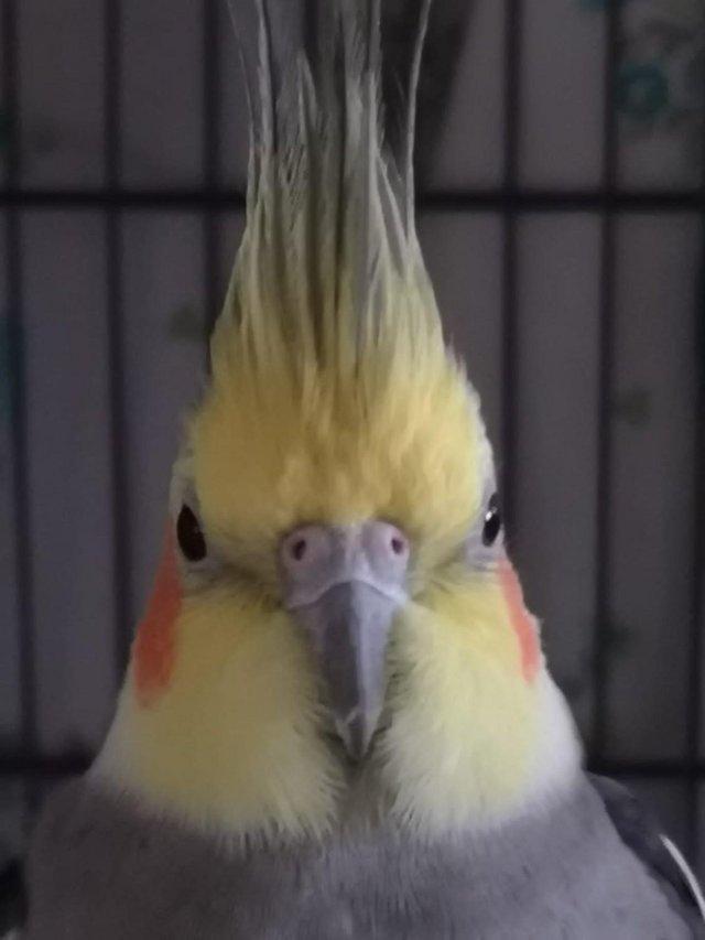 Preview of the first image of 4-5 year old cockatiel male rehome.