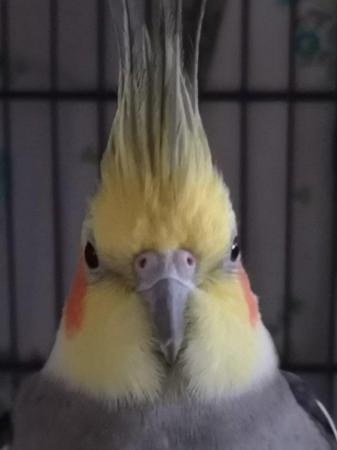 Image 1 of 4-5 year old cockatiel male rehome