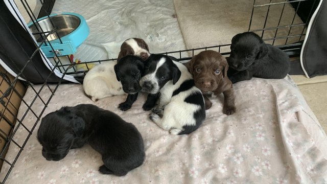 Preview of the first image of Black Sprocker Spaniel Pups FOR SALE.