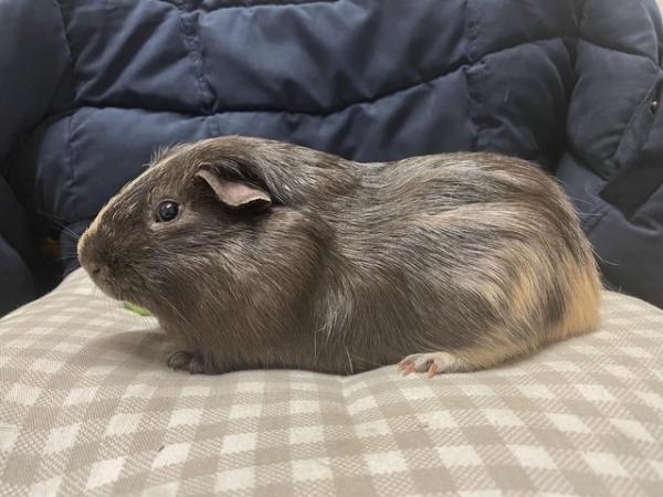 Image 2 of 2 Male Aby x Teddy Bonded Guinea Pig