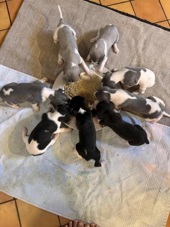 Image 6 of Beautiful working type whippet puppies