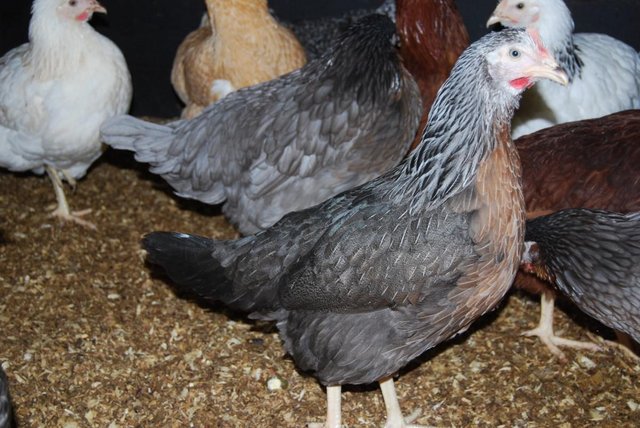 Image 3 of Chickens/Hybrids for Sale Various Breeds