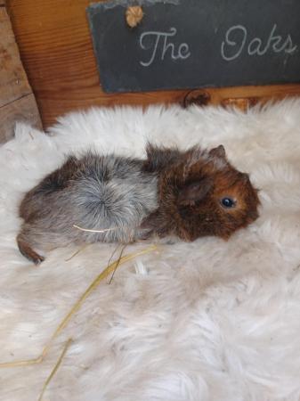 Image 3 of Sow guinea pigs stoke on trent