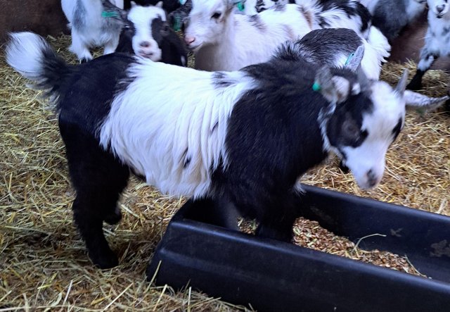 Image 2 of Pet Registered Pygmy Goat wether