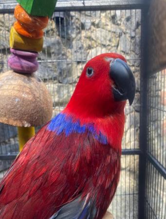 Image 5 of Female eclectus parrot for sale