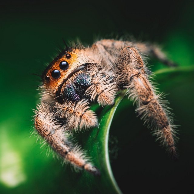 Preview of the first image of Various Jumping Spiders At Urban Exotics.