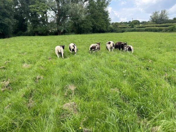 Image 3 of Jacob x dutch spotted ewe lambs