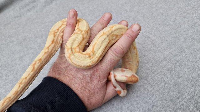 Image 9 of Albino roswell Laddertail boa constrictor 12m
