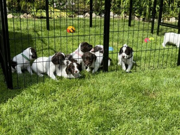 Image 2 of English Springer Spaniel Puppies KC Registered