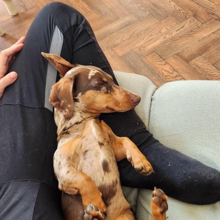 2 miniature dachshunds, 18 months old for sale in Dulwich, Southwark, Greater London - Image 8