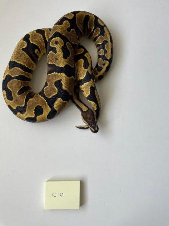 Image 4 of Various royal pythons for sale