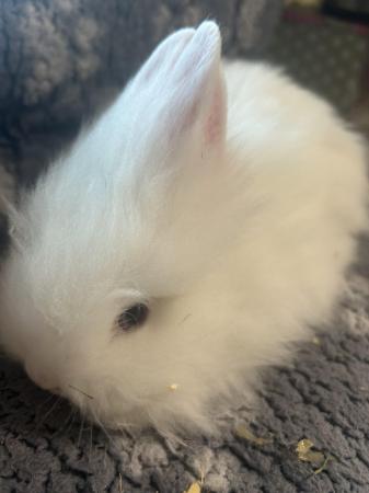 Image 17 of Lovely baby lionheads, males and females