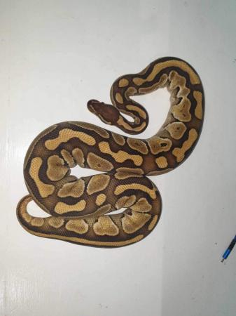 Image 3 of Snakes for sale royals /boas