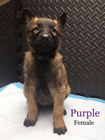 Image 2 of READY TO LEAVE. Belgian Malinois puppies